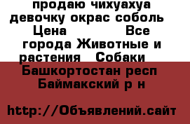 продаю чихуахуа девочку,окрас соболь › Цена ­ 25 000 - Все города Животные и растения » Собаки   . Башкортостан респ.,Баймакский р-н